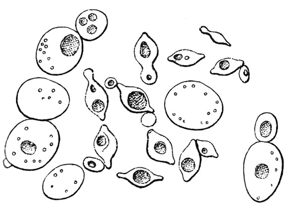 Yeast Drawing : Yeasts, such as candida species and cryptococcus